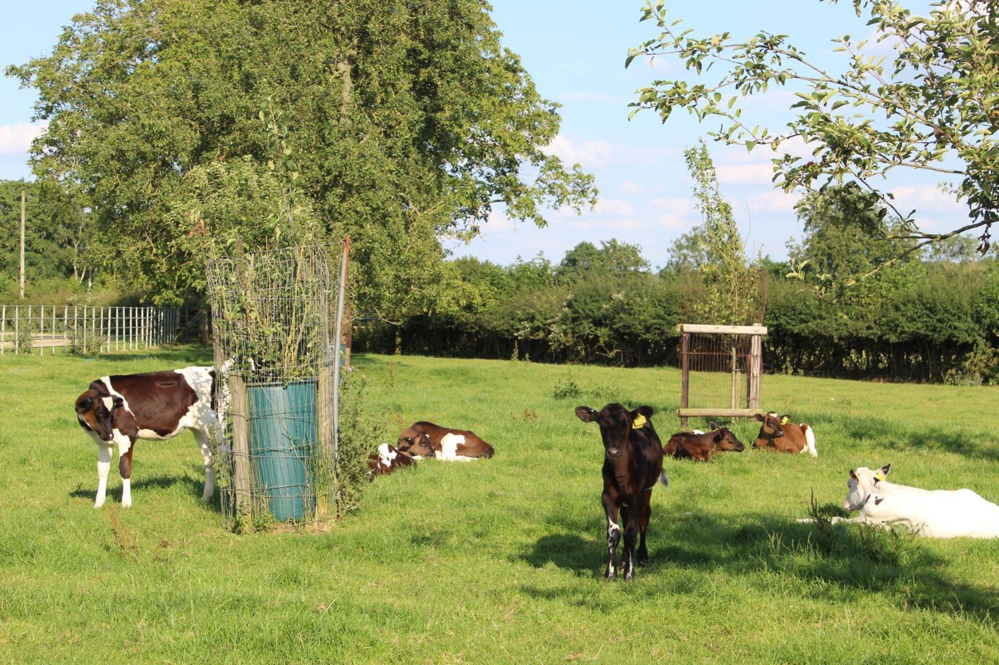 Parkfields Barns Self Catering Accommodation 白金汉 外观 照片